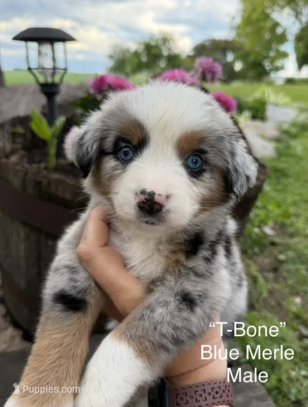 T-Bone – Australian Shepherd puppy for sale in Raymond, MN
