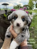 T-Bone, a male Australian Shepherd for sale in Raymond, MN – 1 of 1