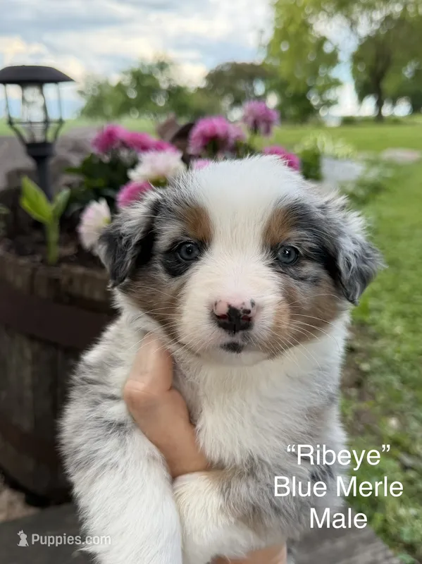 Ribeye – Australian Shepherd puppy for sale in Raymond, MN