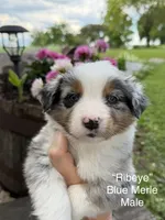 Ribeye, a male Australian Shepherd for sale in Raymond, MN – 1 of 1