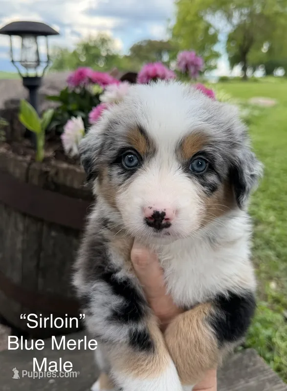 Sirloin – Australian Shepherd puppy for sale in Raymond, MN