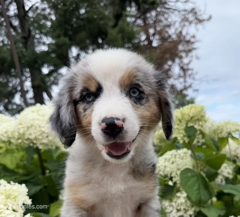 T-Bone – Australian Shepherd puppy for sale in Raymond, MN