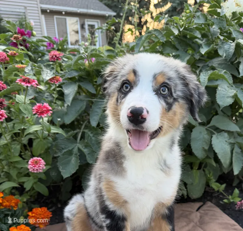 Sirloin – Australian Shepherd puppy for sale in Raymond, MN