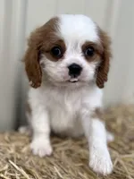 Davy, a male Cavalier King Charles Spaniel for sale in Stoutland, MO – Photo 1 of 6