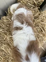 Davy, a male Cavalier King Charles Spaniel for sale in Stoutland, MO – Photo 5 of 6