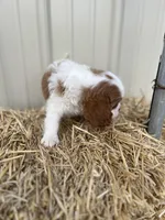 Davy, a male Cavalier King Charles Spaniel for sale in Stoutland, MO – Photo 4 of 6