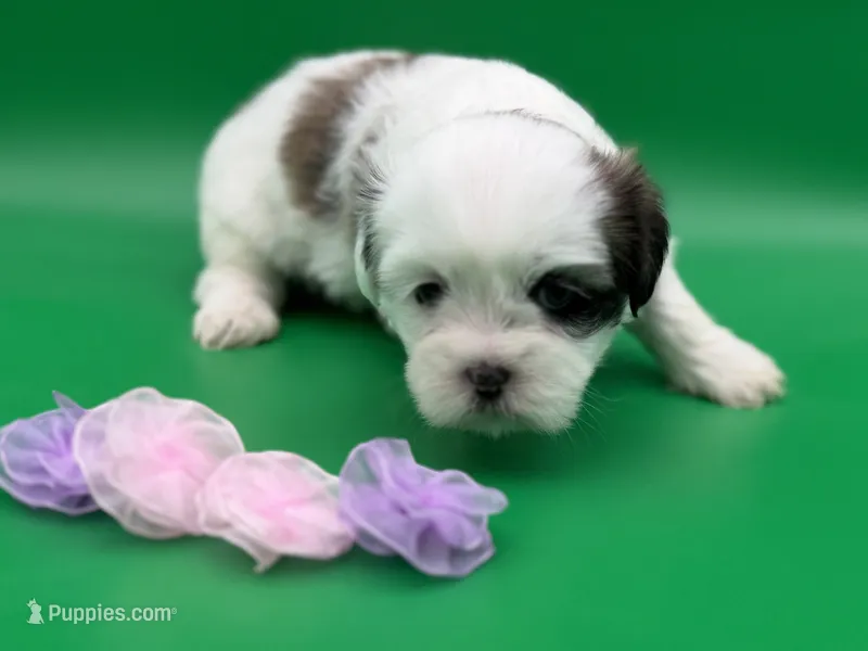 Phoebe – Lhasa Apso puppy for sale in Stoutland, MO