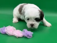 Phoebe, a female Lhasa Apso for sale in Stoutland, MO – 1 of 8