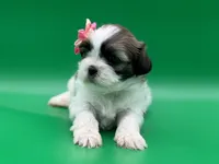 Monica, a female Lhasa Apso for sale in Stoutland, MO – 3 of 5