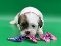 Rachel, a female Lhasa Apso for sale in Stoutland, MO – 3 of 7