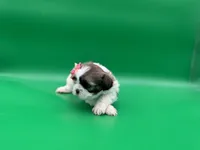 Monica, a female Lhasa Apso for sale in Stoutland, MO – 5 of 5