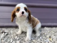 Donny, a male Cavalier King Charles Spaniel for sale in Stoutland, MO – Photo 1 of 4