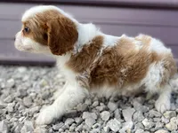 Donny, a male Cavalier King Charles Spaniel for sale in Stoutland, MO – Photo 3 of 4