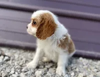 Donny, a male Cavalier King Charles Spaniel for sale in Stoutland, MO – Photo 2 of 4