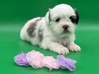 Phoebe, a female Lhasa Apso for sale in Stoutland, MO – 6 of 8