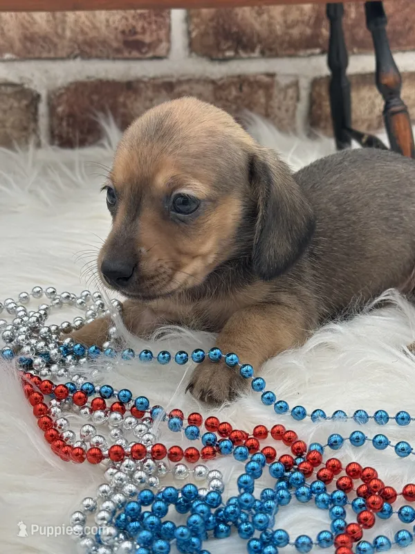 Dasher – Miniature Dachshund puppy for sale in Stoutland, MO