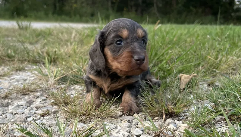 Louella – Miniature Dachshund puppy for sale in Stoutland, MO