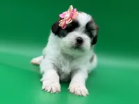 Monica, a female Lhasa Apso for sale in Stoutland, MO – 2 of 5