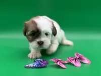Rachel, a female Lhasa Apso for sale in Stoutland, MO – 6 of 7