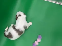 Phoebe, a female Lhasa Apso for sale in Stoutland, MO – 4 of 8