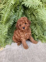 Lila, a female Poodle - Miniature  for sale in Stoutland, MO – 2 of 3