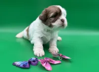 Rachel, a female Lhasa Apso for sale in Stoutland, MO – 5 of 7