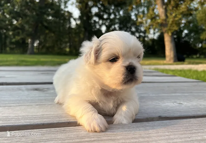 Cassie – Pekingese puppy for sale in Stoutland, MO