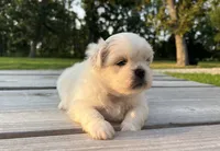 Cassie, a female Pekingese for sale in Stoutland, MO – 1 of 3