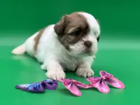 Rachel, a female Lhasa Apso for sale in Stoutland, MO – 2 of 7