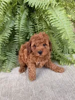Lila, a female Poodle - Miniature  for sale in Stoutland, MO – 3 of 3