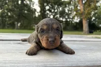 Louella, a female Miniature Dachshund for sale in Stoutland, MO – 3 of 3