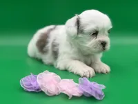 Phoebe, a female Lhasa Apso for sale in Stoutland, MO – 5 of 8