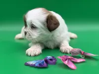 Rachel, a female Lhasa Apso for sale in Stoutland, MO – 4 of 7