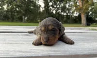 Louella, a female Miniature Dachshund for sale in Stoutland, MO – 2 of 3