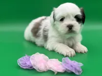 Phoebe, a female Lhasa Apso for sale in Stoutland, MO – 8 of 8