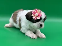 Monica, a female Lhasa Apso for sale in Stoutland, MO – 4 of 5