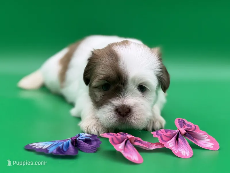 Rachel – Lhasa Apso puppy for sale in Stoutland, MO