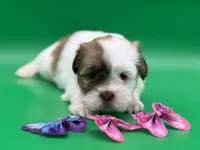 Rachel, a female Lhasa Apso for sale in Stoutland, MO – 1 of 7