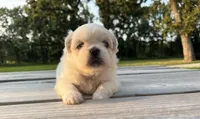 Cassie, a female Pekingese for sale in Stoutland, MO – 3 of 3