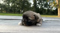 Chloe, a female Pekingese for sale in Stoutland, MO – 2 of 4