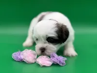 Phoebe, a female Lhasa Apso for sale in Stoutland, MO – 2 of 8