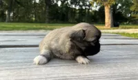 Chloe, a female Pekingese for sale in Stoutland, MO – 3 of 4
