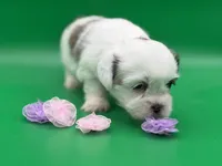 Phoebe, a female Lhasa Apso for sale in Stoutland, MO – 3 of 8