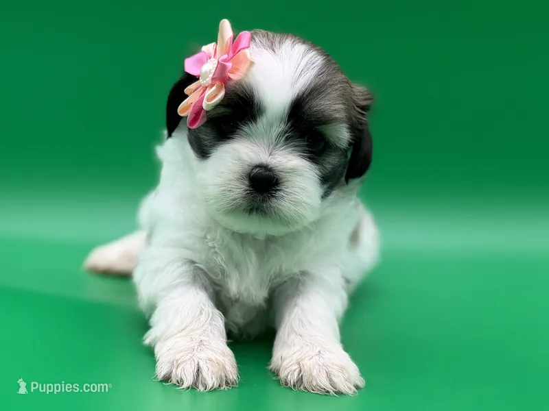 Monica – Lhasa Apso puppy for sale in Stoutland, MO