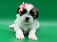 Monica, a female Lhasa Apso for sale in Stoutland, MO – 1 of 5