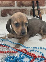 Dasher, a male Miniature Dachshund for sale in Stoutland, MO – 2 of 2