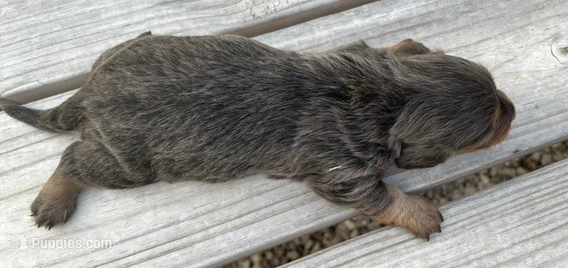 Louella – Miniature Dachshund puppy for sale in Stoutland, MO