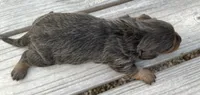 Louella, a female Miniature Dachshund for sale in Stoutland, MO – 1 of 3