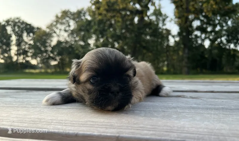 Chloe – Pekingese puppy for sale in Stoutland, MO