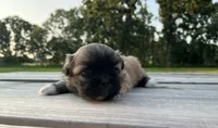 Chloe, a female Pekingese for sale in Stoutland, MO – 1 of 4